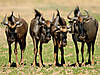 hunting-wildebeest-04.jpg