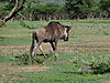 hunting-wildebeest-051.JPG