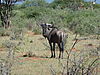 hunting-wildebeest-171.JPG