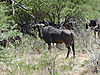 hunting-wildebeest-28.JPG