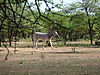 hunting-zebra-021.JPG