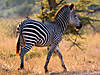 hunting-zebra-04.jpg