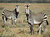 hunting-zebra-05.jpg