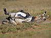 hunting-zebra-09.jpg