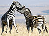 hunting-zebra-10.jpg
