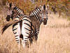 hunting-zebra-11.jpg