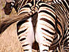 hunting-zebra-12.jpg