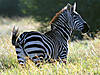 hunting-zebra-13.jpg