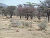 hunting_kudu2.JPG