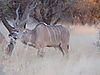 kudu-rut-06.jpg