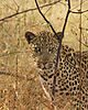 leopard-africa.JPG