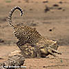 leopard-hunting-01.jpg