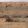 leopard-hunting-06.jpg