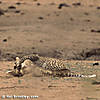 leopard-hunting-08.jpg