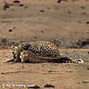 leopard-hunting-09.jpg