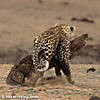 leopard-hunting-12.jpg