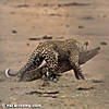 leopard-hunting-24.jpg