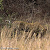 leopard-hunting-29.jpg