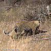 leopard-hunting-30.jpg