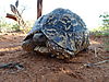 leopard-tortoise-namibia-09.JPG