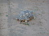 leopard-tortoise-namibia-11.JPG