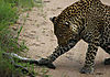 leopard11.jpg