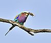 lilac-breasted-roller-2.jpg