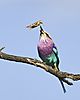 lilac-breasted-roller-4.jpg