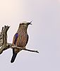 lilac-breasted-roller-5.jpg