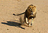 lion-attack-06.jpg