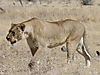 lioness-african.JPG
