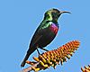 marico-sunbird-male.jpg