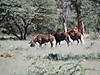 namibia-black-wildebeest-01.jpg