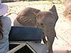 namibia-elephant.jpg