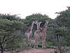 namibia-giraffe-04.jpg