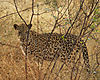 namibia-leopard.JPG