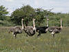 namibia-ostrich-02.jpg