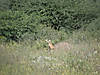 namibia-steenbok-03.jpg