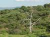 namibia-tree.jpg
