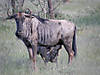 namibia-wildebeest-01.jpg