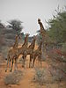 namibia_giraffes.JPG