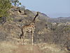 namibian_giraffe.JPG