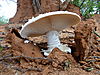 omajowa-mushroom-32.JPG