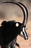 sable-antelope-hunting.jpg