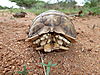 serrated-star-tortoise-02.JPG