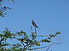 swallow-namibia.JPG