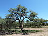 tree-leopard.JPG