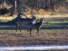 waterbuck-hunting.jpg