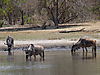 wildebeest-hunt1.JPG