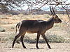 wildlife-250.JPG